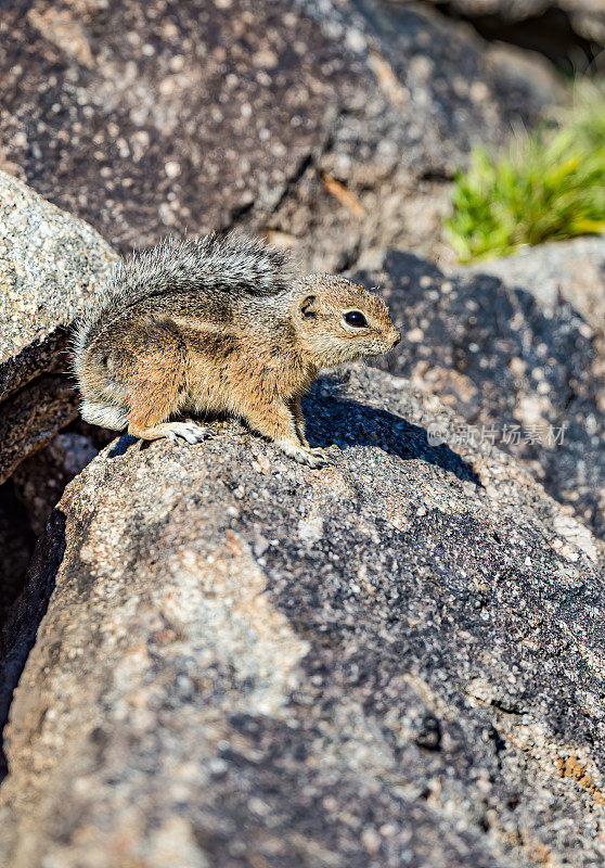 哈里斯羚羊松鼠(ammosperophilus harrisii)是一种鼠科动物。它在美国的亚利桑那州和新墨西哥州以及墨西哥的索诺拉州被发现。索诺兰沙漠，亚利桑那州。吃着一朵黄花，恩西莉亚。